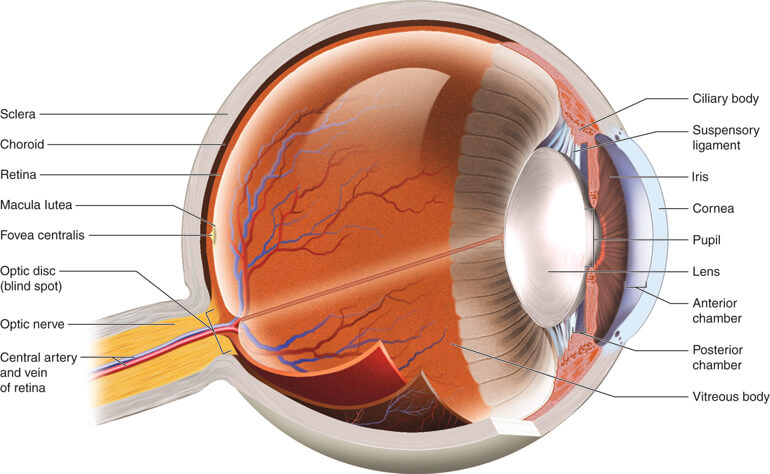 Human Eye